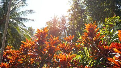 Croton, Variegated Laurel, Close up of Croton leaf, plant in thailand, Croton Leaves under sun and bright sky. Colorful Croton Leaves Background © brillianata