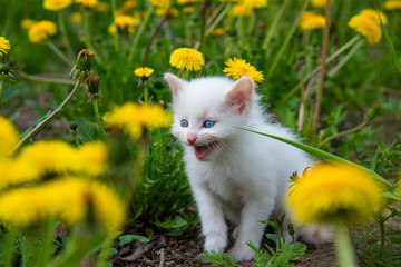 Naklejka na ściany i meble Little white kitten with blue eyes screams in green grass with yellow dandelions.