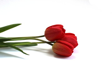Three red tulips lie on a white background