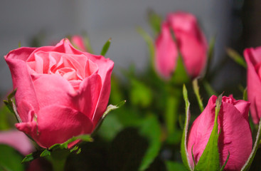 pink roses in the garden
