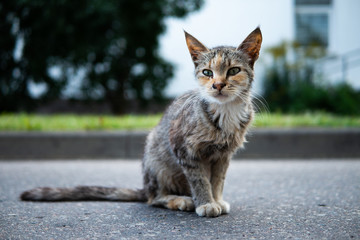 Homeless thin cat sitting on the pavement road