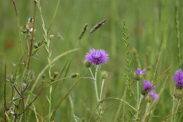 wild flowers in the field