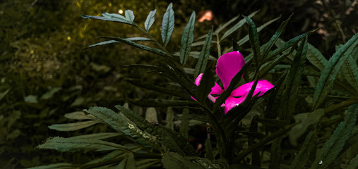 Nayantara flower, Catharanthus roseus, Nayantara phool, nayantara ful