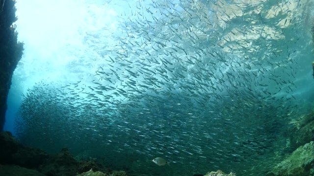silversides hiding behind secret rocks  under sun shine and beams underwater silverside fish school wavy sea protection ocean scenery