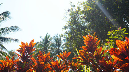 Croton, Variegated Laurel, Close up of Croton leaf, plant in thailand, Croton Leaves under sun and bright sky. Colorful Croton Leaves Background © brillianata