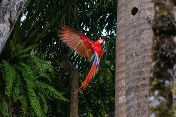 scarlet macaw returning to its nest in quepos costa rica
