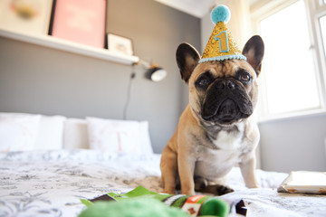 French Bulldog's first birthday