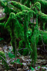 moss covered tree