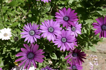 Purple osteospermum flowers