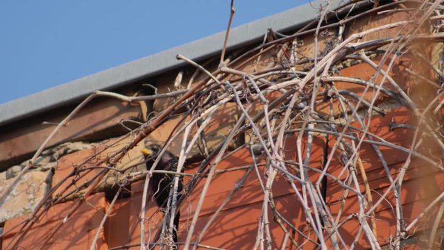 A hidden nest of starlings in the bricks of the house. The starling enters and exits its nest.