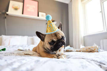 French Bulldog's first birthday
