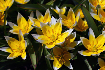 Fototapeta na wymiar Beautiful bright delicate flowers wild-growing perennial herb tulip Tulipa biflora with white, yellow pointed petals, large stamens on background green leaves with red border. Selective focus, closeup