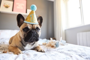 French Bulldog's first birthday