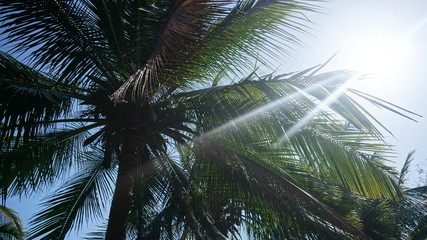 Fototapeta na wymiar Beautiful tropical palm tree with coconuts. Bottom view