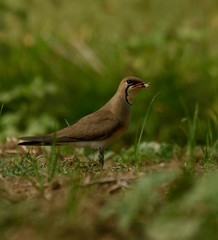 oriental pratincole bird