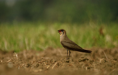 oriental pratincole bird