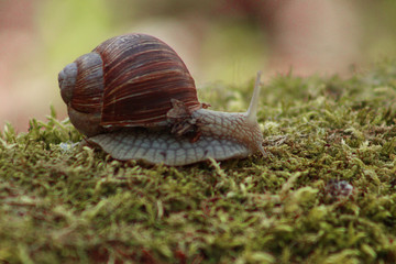Snail in the forest
