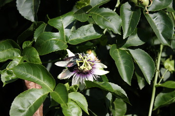 Fototapeta premium Passion fruit flowers that grow in the garden