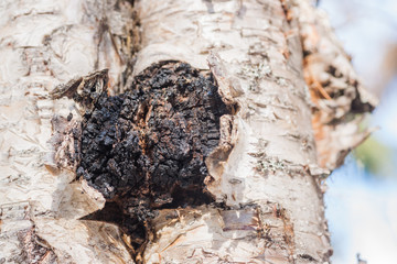 Medicinal chaga mushroom growing on a birch trunk.
