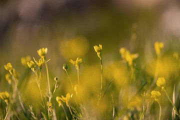 yellow flowers on a blurred background