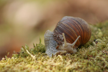 Snail in the forest