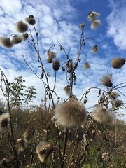 Beautiful nature and sky in the fall.