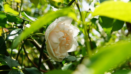 Rose épanouie dans son feuillage