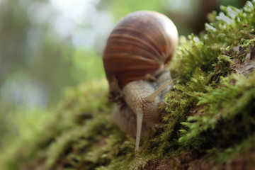 Snail in the forest