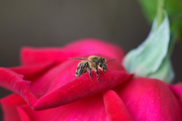 Bee on Red Rose Petals Front and Side view