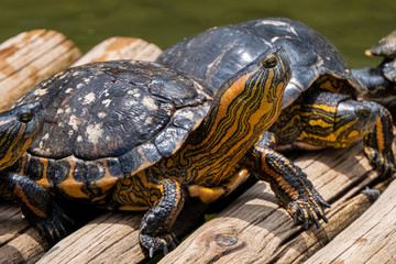 Obraz premium Freshwater aquatic turtles