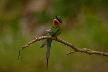 blue tail bee eater bird