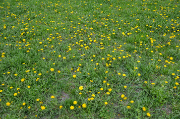 Yellow bright flowers dandelions blooming on green grass background of spring meadows. Outdoors and natural environment.