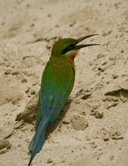 blue tail bee eater bird