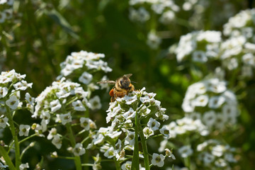 Bee among white flowers with nectar ball feeding on flowers.