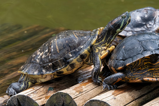Freshwater aquatic turtles