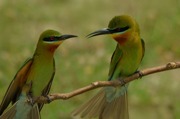 blue tail bee eater bird