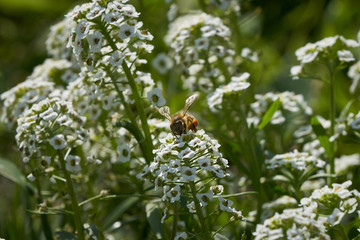 Bee among white flowers with nectar ball feeding on flowers.