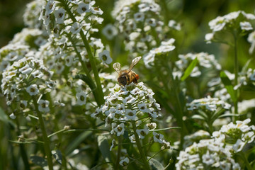 Bee among white flowers with nectar ball feeding on flowers.