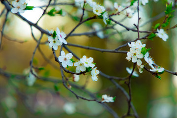 tree branches foliage white flowers blooming April month spring time