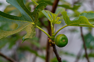 Small Fig Fruits on The Branch Close Up	