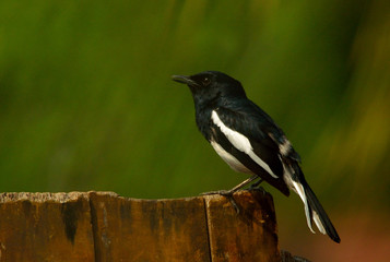 oriental magpie robin bird