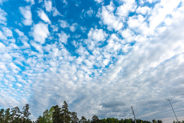 Beautiful cirrus clouds over coniferous forest