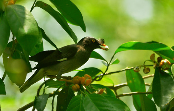 jungle mayna bird in perch