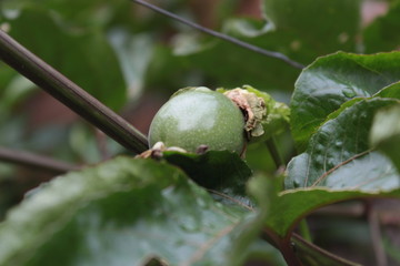green passion fruit