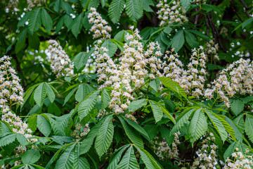 Chestnut Tree in Spring Blossom Close Up