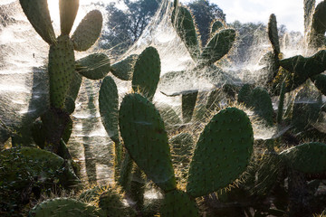 Spider webs covering prickly pears, Parque Natural de Doñana, Seville province, Autonomous...