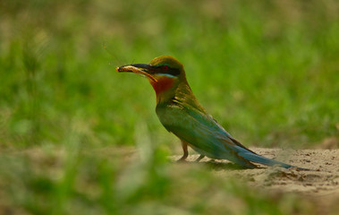 blue tail bee eater bird