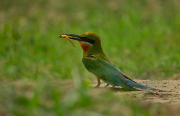 blue tail bee eater bird