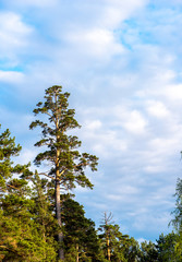 Beautiful pine trees with clouds