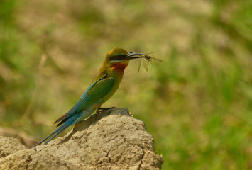 blue tail bee eater bird